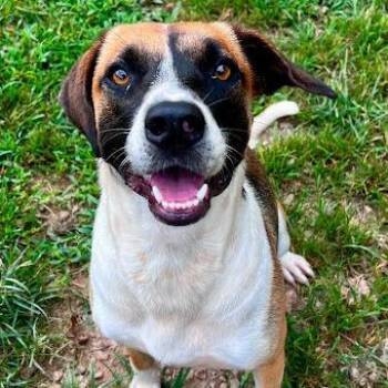 Eleanor -  Mixed Breed Dog for Adoption in Calverton, New York - Eleanor | PetCurious