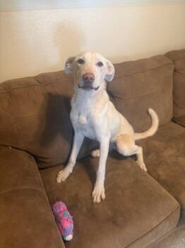 Rescue Yellow Labrador Retriever Dogs for Adoption in Pinetop-lakeside, Arizona - Dart | PetCurious