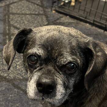 Pug and Mixed Breed Dogs Available for Adoption - Molly | PetCurious