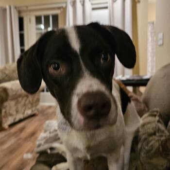 Hank -  Cattle Dog and Border Collie Dog for Adoption in Normal, Illinois - Hank | PetCurious