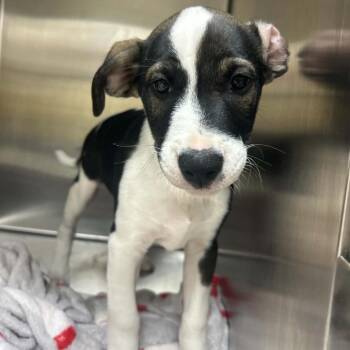 Nick -  Standard Schnauzer and Terrier Dog for Adoption in Tyler, Texas - Nick | PetCurious
