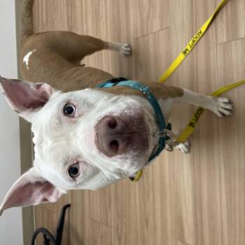 Paloma -  Pit Bull Terrier Dog for Adoption in Philadelphia, Pennsylvania - Paloma | PetCurious
