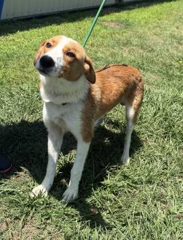 Kelso- Sweetest boy looking for love -  Mixed Breed Dog for Adoption in Conway, South Carolina - Kelso- Sweetest Boy Looking For Love | PetCurious