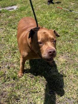 Pit Bull Terrier Dogs Available for Adoption in Doral, Florida - TANK | PetCurious