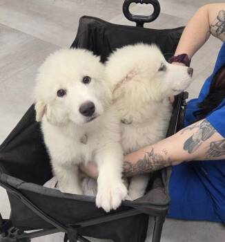 Aspen -  Great Pyrenees Dog for Adoption in Garland, Texas - Aspen | PetCurious