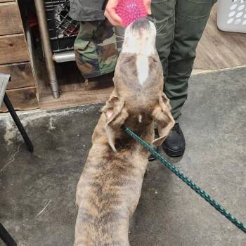 Mastiff and Pit Bull Terrier Dogs Available for Adoption in Evensville, Tennessee - Crackers | PetCurious