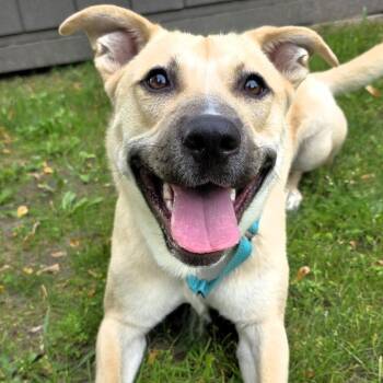 Lucky -  Shepherd Dog for Adoption in Michigan City, Indiana - Lucky | PetCurious