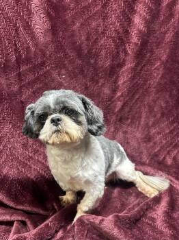 JR -  Shih Tzu Dog for Adoption in Elyria, Ohio - JR | PetCurious