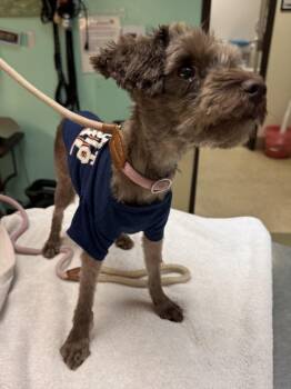 DAISY * -  Shih Tzu and Mixed Breed Dog for Adoption in Burbank, California - DAISY * | PetCurious