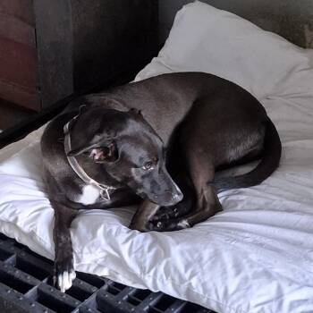 Cristina -  Labrador Retriever Dog for Adoption in Englewood, Florida - Cristina | PetCurious