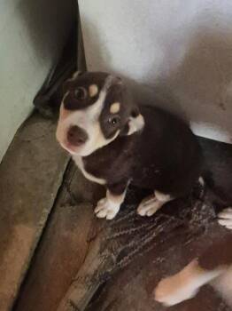 Australian Shepherd and Mixed Breed Dogs Available for Adoption - Mayzie Grace | PetCurious