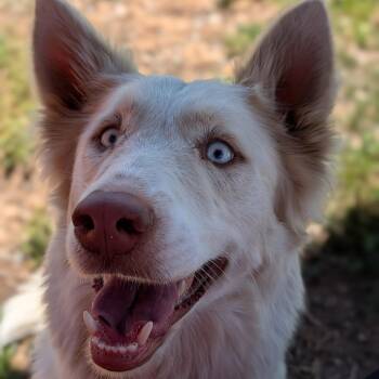 Salt -  Mixed Breed Dog for Adoption in Spokane, Washington - Salt | PetCurious
