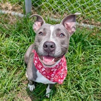 Rescue American Staffordshire Terrier Dogs for Adoption in Pittsburgh, Pennsylvania - Zoey | PetCurious
