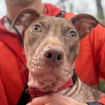 Catahoula Leopard Dog and American Staffordshire Terrier Dogs Available for Adoption in Grand Rapids, Michigan - Mina | PetCurious