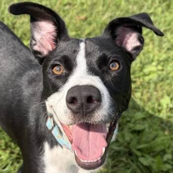 Trudy -  Terrier Dog for Adoption in Jefferson, Wisconsin - Trudy | PetCurious