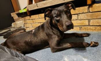 Carissa -  Pit Bull Terrier Dog for Adoption in Ayden, North Carolina - Carissa | PetCurious