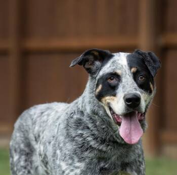 Maddie Fortune -  Australian Cattle Dog Blue Heeler Dog for Adoption in Houston, Texas - Maddie Fortune | PetCurious