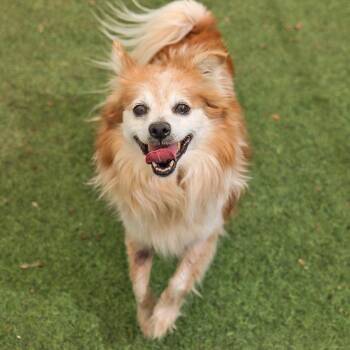 Georgie -  Pomeranian and Mixed Breed Dog for Adoption in Ojai, California - Georgie | PetCurious