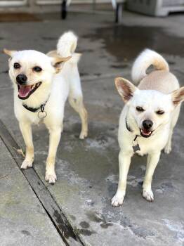 Rescue Chihuahua Dogs for Adoption in Newport Beach, California - Ruby | PetCurious