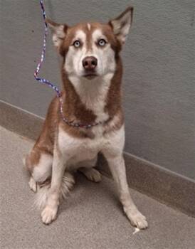 DION -  Husky Dog for Adoption in Las Vegas, Nevada - DION | PetCurious