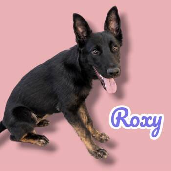 Roxy -  German Shepherd Dog Dog for Adoption in Scottsdale, Arizona - Roxy | PetCurious