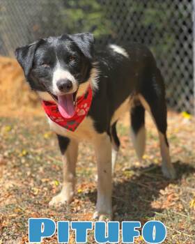 Pitufo -  Border Collie Dog for Adoption in Madisonville, Texas - Pitufo | PetCurious