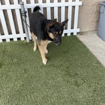 WRANGLER -  German Shepherd Dog Dog for Adoption in Modesto, California - WRANGLER | PetCurious