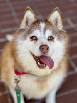 FLUFFY -  Klee Kai Dog for Adoption in San Francisco, California - FLUFFY | PetCurious