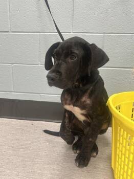 KELLEN -  Labrador Retriever and Mixed Breed Dog for Adoption in Colorado Springs, Colorado - KELLEN | PetCurious