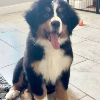 Ivy -  Bernese Mountain Dog Dog for Adoption in Bloomfield, Connecticut - Ivy | PetCurious