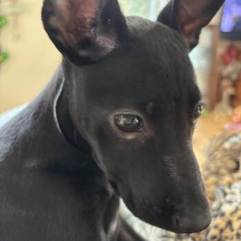 Gladys -  Black Labrador Retriever and Mixed Breed Dog for Adoption in Starkville, Mississippi - Gladys | PetCurious