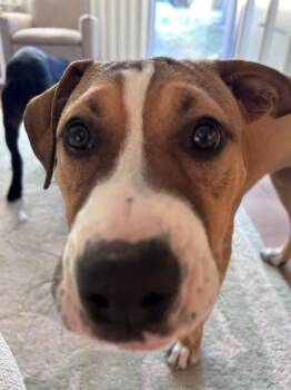 Rescue Pit Bull Terrier Dogs for Adoption in Jackson Township, New Jersey - Glinda | PetCurious