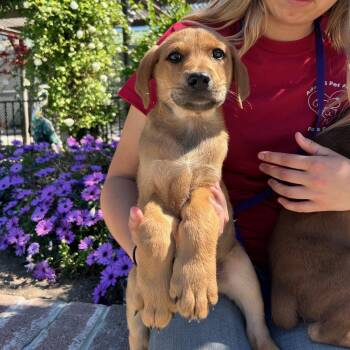 Labrador Retriever and Mixed Breed Dogs Available for Adoption - Keroppi | PetCurious