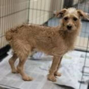 Timon -  Terrier Dog for Adoption in Portsmouth, Ohio - Timon | PetCurious