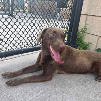 Coco -  Chocolate Labrador Retriever and Mixed Breed Dog for Adoption in Bend, Oregon - Coco | PetCurious