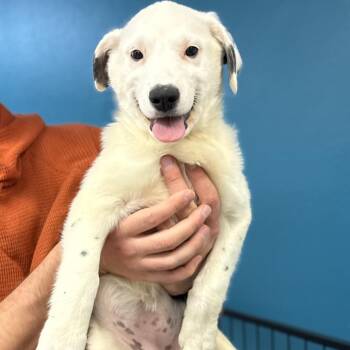 Mixed Breed Dogs Available for Adoption - Valentina | PetCurious