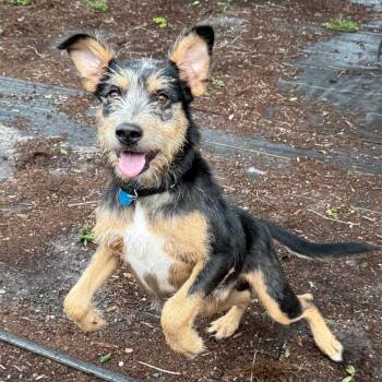 Splinter -  Standard Schnauzer and Mixed Breed Dog for Adoption in West Palm Beach, Florida - Splinter | PetCurious