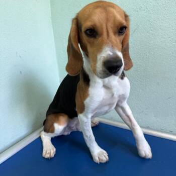 I-Jah 4585 -  Beagle Dog for Adoption in Loxahatchee Groves, Florida - I-Jah 4585 | PetCurious