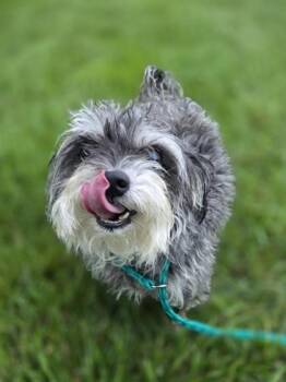 Happy -  Terrier and Mixed Breed Dog for Adoption in Westland, Michigan - Happy | PetCurious