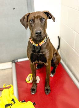 Rescue Mixed Breed Dogs for Adoption in Sanford, North Carolina - Biscuit | PetCurious