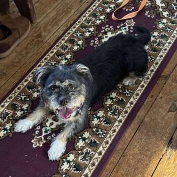 Rescue Mixed Breed Dogs for Adoption in Fredericksburg, Virginia - Sketchers | PetCurious