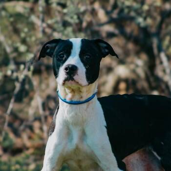 Pit Bull Terrier Dogs Available for Adoption - Carla | PetCurious