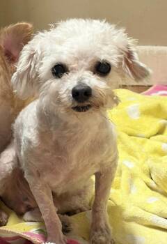 Teddy -  Miniature Poodle Dog for Adoption in Panama City, Florida - Teddy | PetCurious