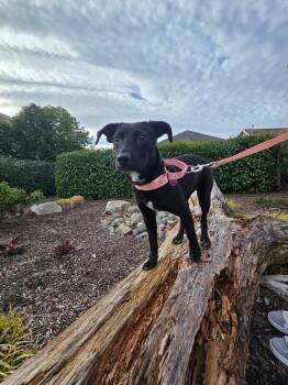 Pit Bull Terrier and Black Labrador Retriever Dogs Available for Adoption - Lilly Flower | PetCurious