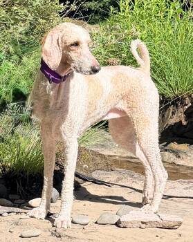 Mia -  Standard Poodle Dog for Adoption in Portland, Oregon - Mia | PetCurious