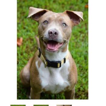 Mixed Breed Dogs Available for Adoption in Asheville, North Carolina - Riley | PetCurious