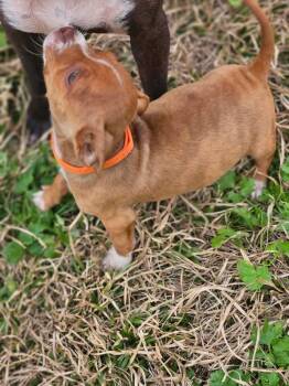 Boston Terrier and Chihuahua Dogs Available for Adoption - Michael Calligrace | PetCurious