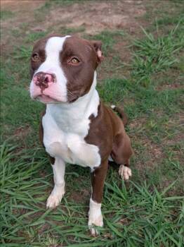 NAMI -  Staffordshire Bull Terrier Dog Available for Adoption in Grovetown, Georgia - NAMI | PetCurious