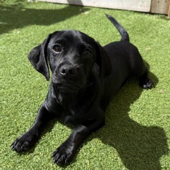 Dachshund and Pug Dogs Available for Adoption in Loxahatchee Groves, Florida - Muggsy 0569 | PetCurious