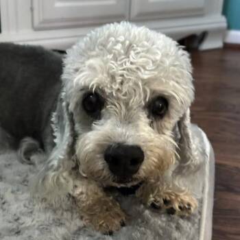 Finley -  Dandie Dinmont Terrier Dog for Adoption in Omaha, Nebraska - Finley | PetCurious